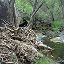 Debris in Cold Creek